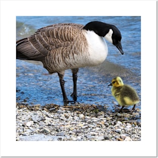 Canada Goose and Its Gosling Along The Shore Posters and Art